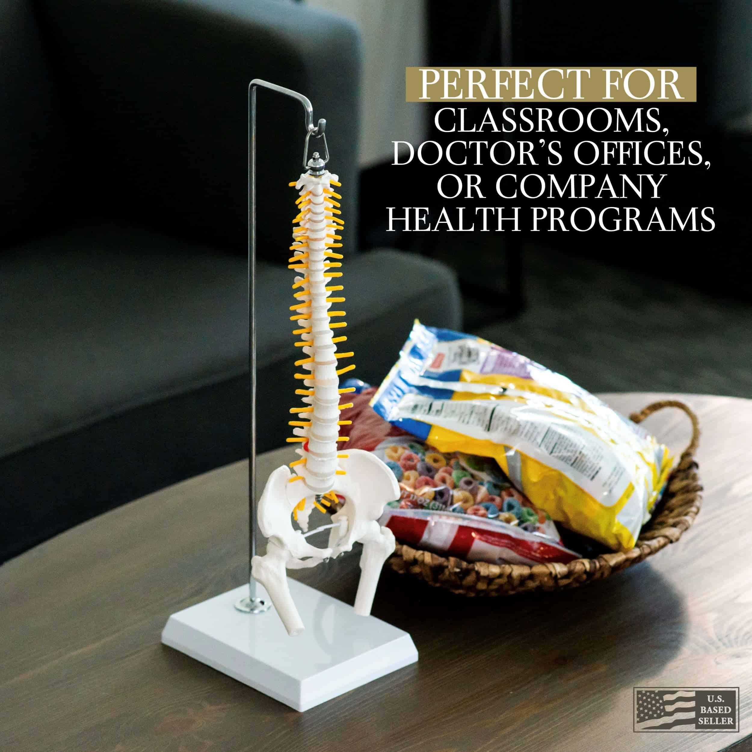 Modelo de Columna Vertebral en Miniatura MonMed con Nervios - Imagen 5