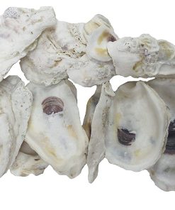 The Shell Connection | Conchas de Ostra 4"-5" | 24 Piezas