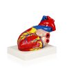 Modelo de Corazón Humano Parco Scientific PB00070 | 3