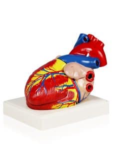 Modelo de Corazón Humano Parco Scientific PB00070 | 3