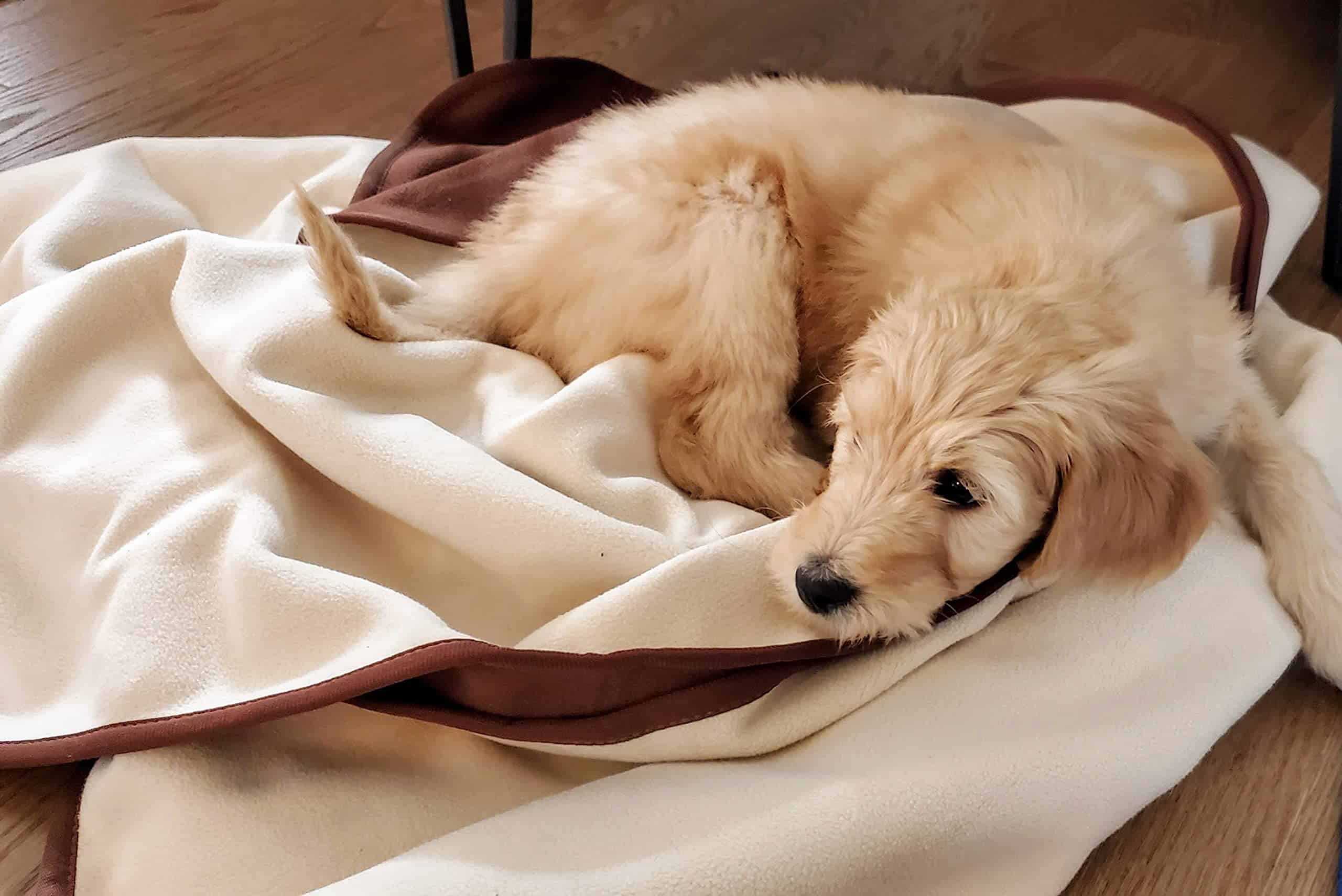 Manta Impermeable 100% Reversible Marrón/Beige para - Imagen 8