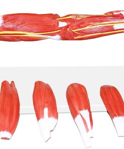 Jackson Global JS00099 Musculos del Brazo Humano, 7 Partes