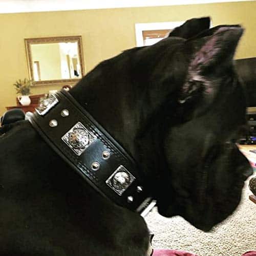 Collar Bestia The Black Eros para Perros Grandes. 2.5 - Imagen 3