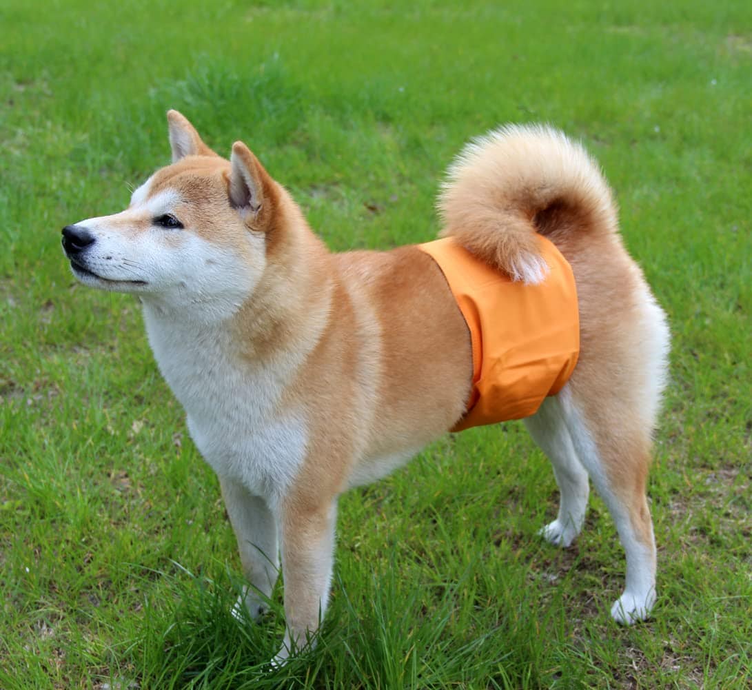 Vecomfy Pañales para Perros Machos (Paquete de 5), - Imagen 10