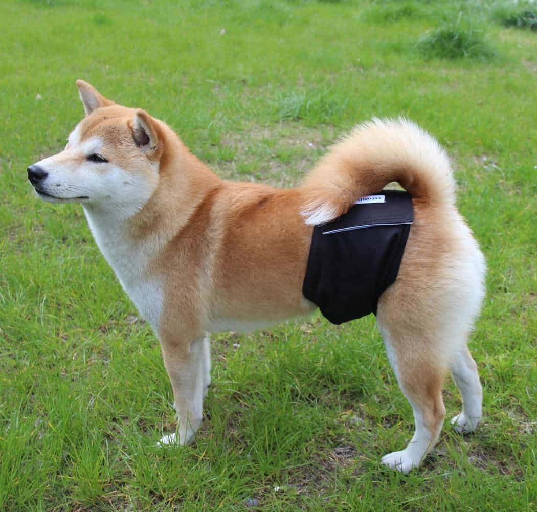 Vecomfy Pañales para Perros Machos (Paquete de 5), - Imagen 3