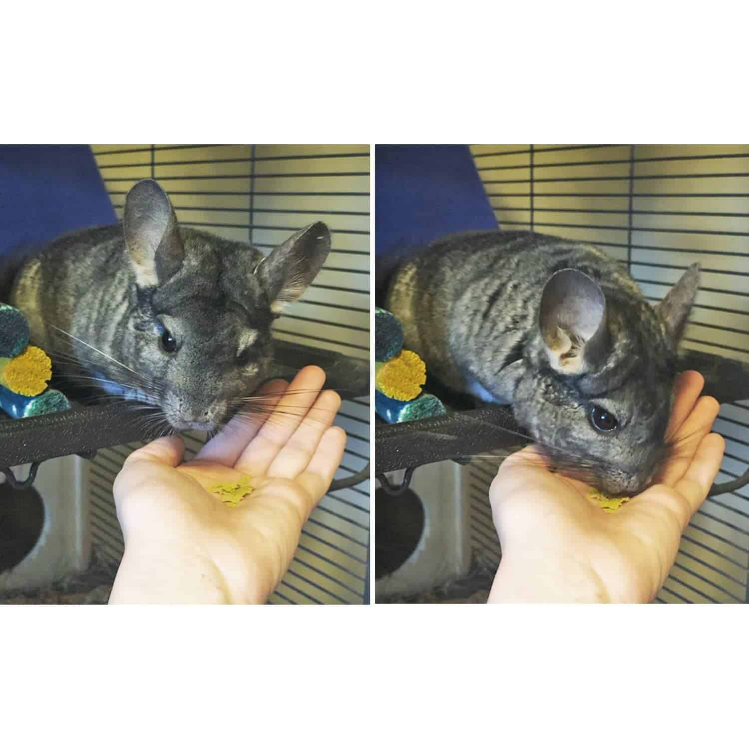 Hoja de Guisante Verde (1 lb.) - Saludable Tratamiento de - Imagen 8