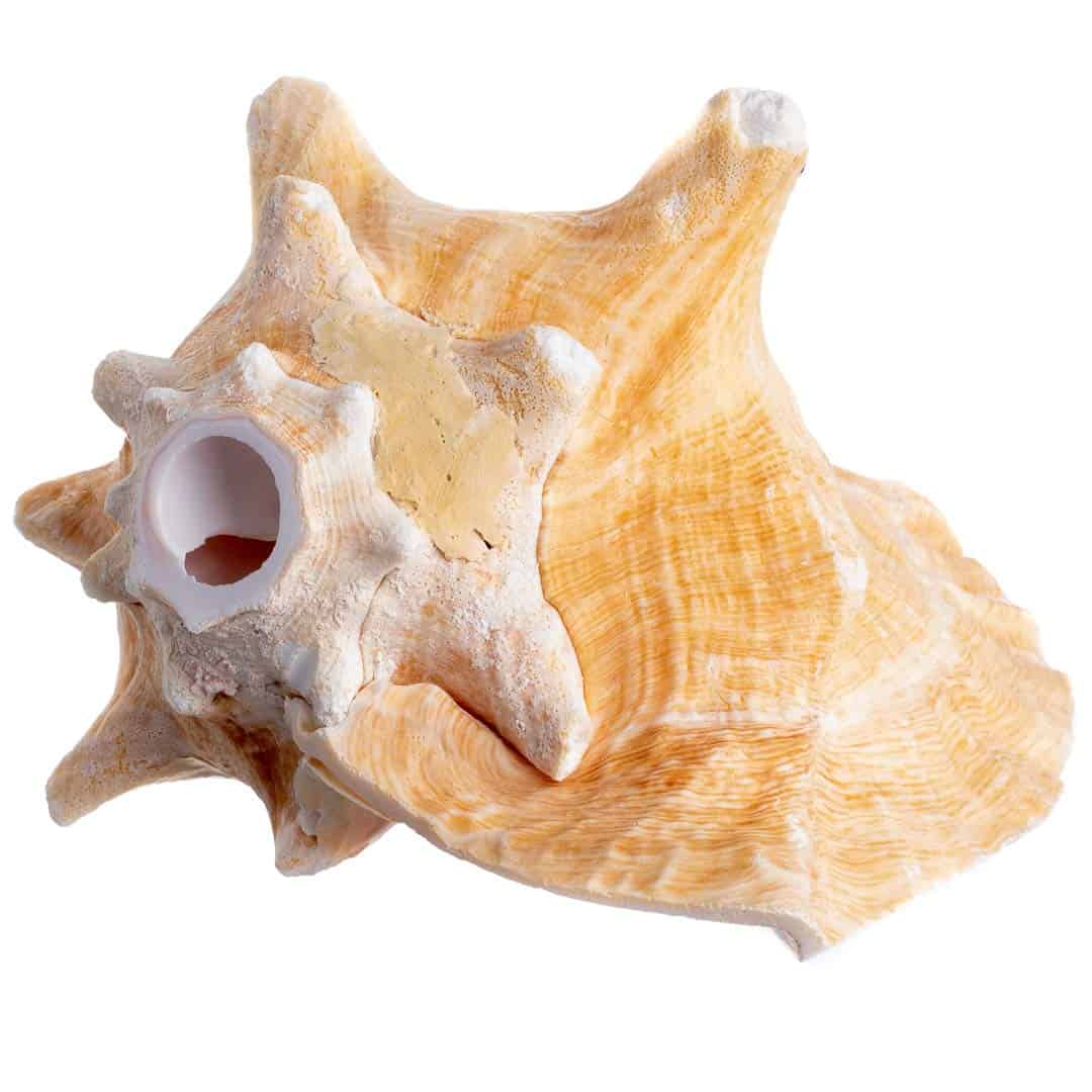 Concha de Caracol Nautical Crush Trading - Concha Marina - Imagen 6