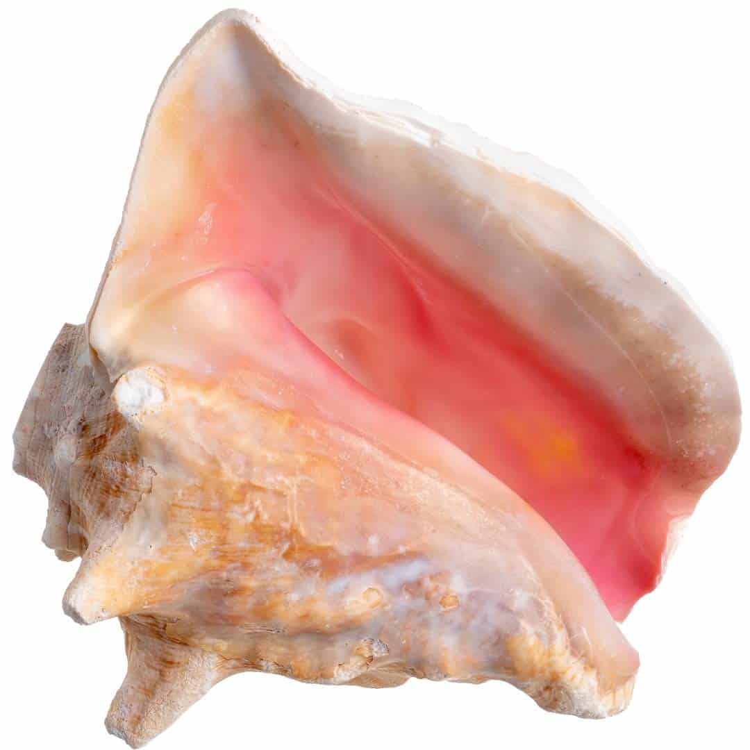 Concha de Caracol Nautical Crush Trading - Concha Marina - Imagen 5