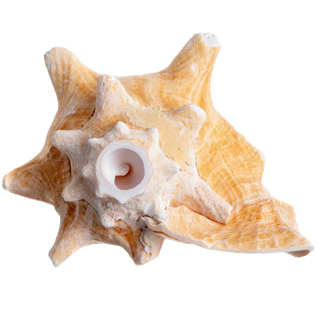 Concha de Caracol Nautical Crush Trading - Concha Marina - Imagen 4