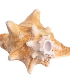 Concha de Caracol Nautical Crush Trading - Concha Marina