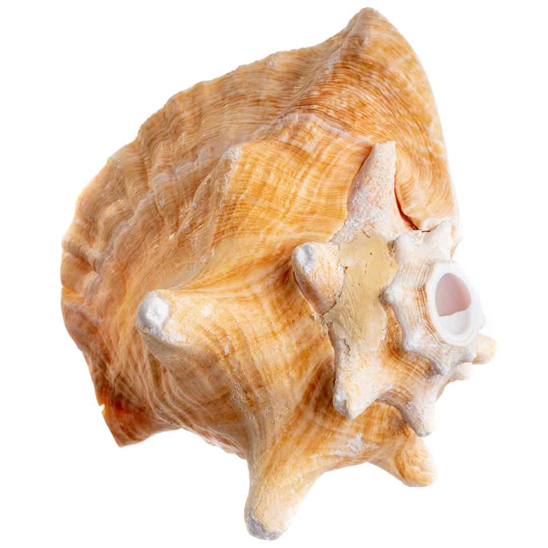 Concha de Caracol Nautical Crush Trading - Concha Marina - Imagen 7