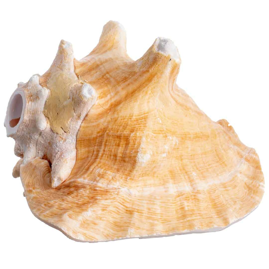 Concha de Caracol Nautical Crush Trading - Concha Marina - Imagen 3