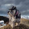 Rompecabezas de 1000 Piezas - Schnauzer Materiales de