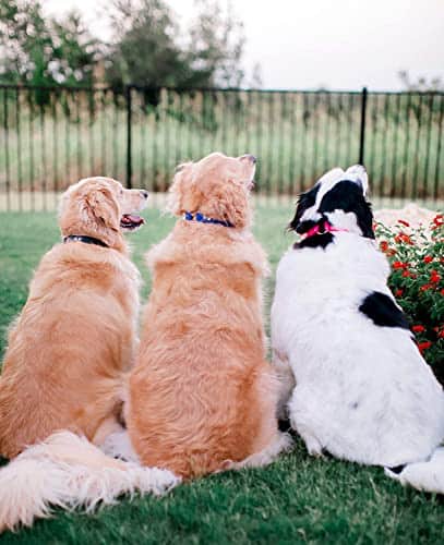 Collar para Perros Pequeños Negro Resistente al Agua con - Imagen 10
