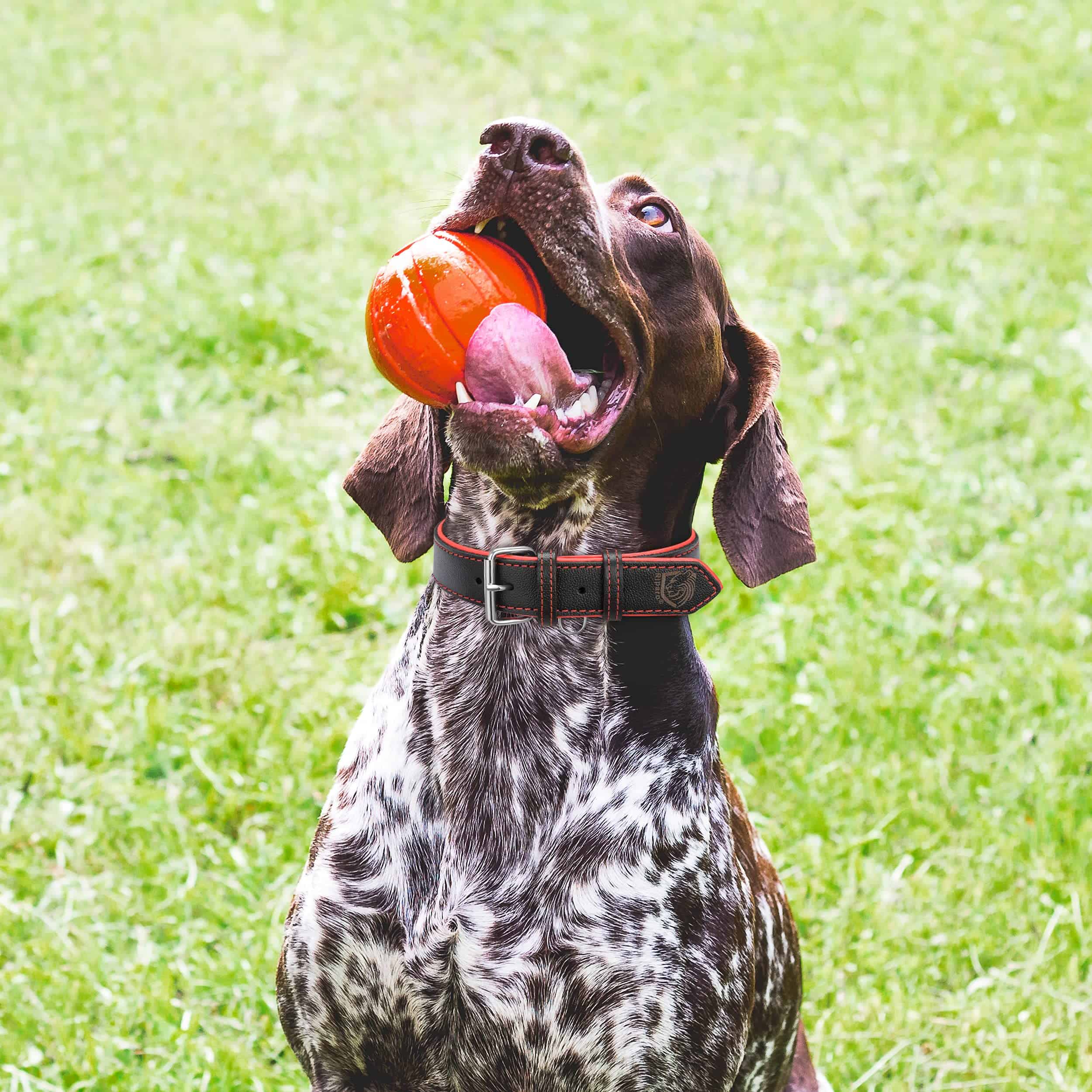 Collar Ajustable de Cuero Genuino Acolchado para Perro de - Imagen 8
