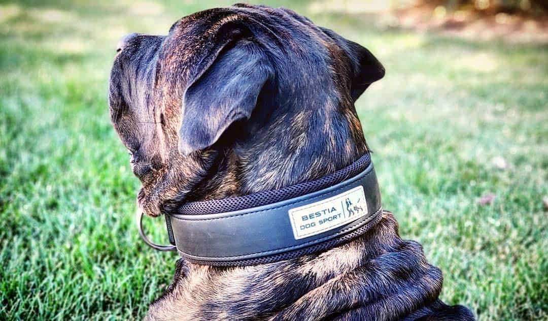 Collar de Perro Bestia Dog Sport. Ultra Resistente. Acero - Imagen 6