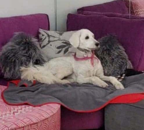 Manta Impermeable Roja/Gris 100% Protector de Muebles de - Imagen 8