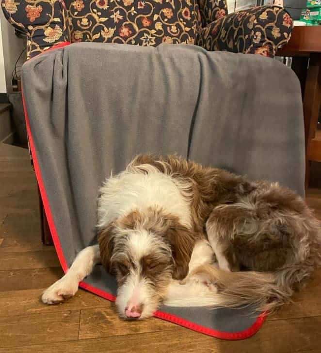 Manta Impermeable Roja/Gris 100% Protector de Muebles de - Imagen 7