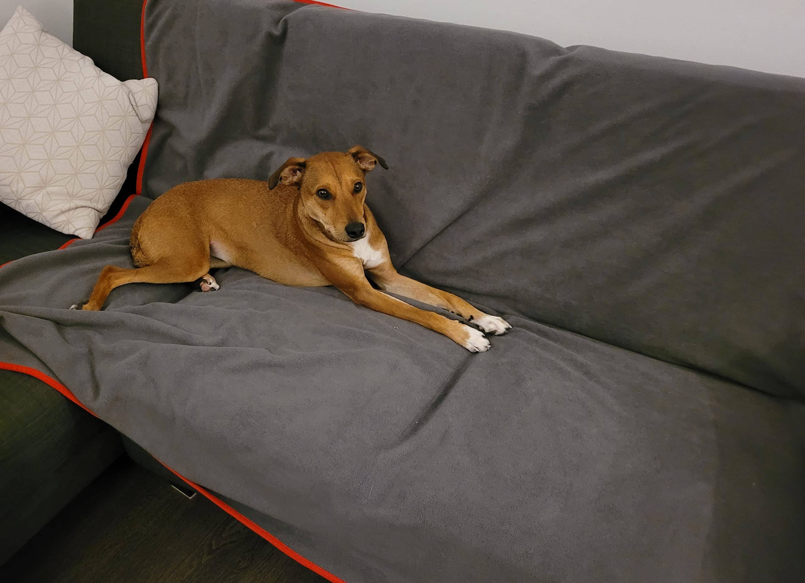 Manta Impermeable Roja/Gris 100% Protector de Muebles de - Imagen 6