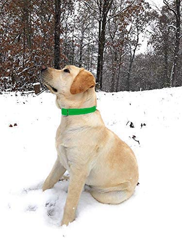 Collar para perro Regal Dog Products verde claro mediano - Imagen 4