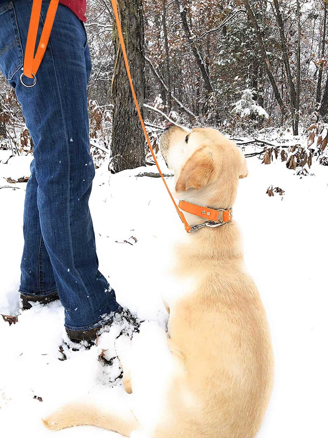 Conjunto de Collar y Correa para Perros Grande Naranja - Imagen 4