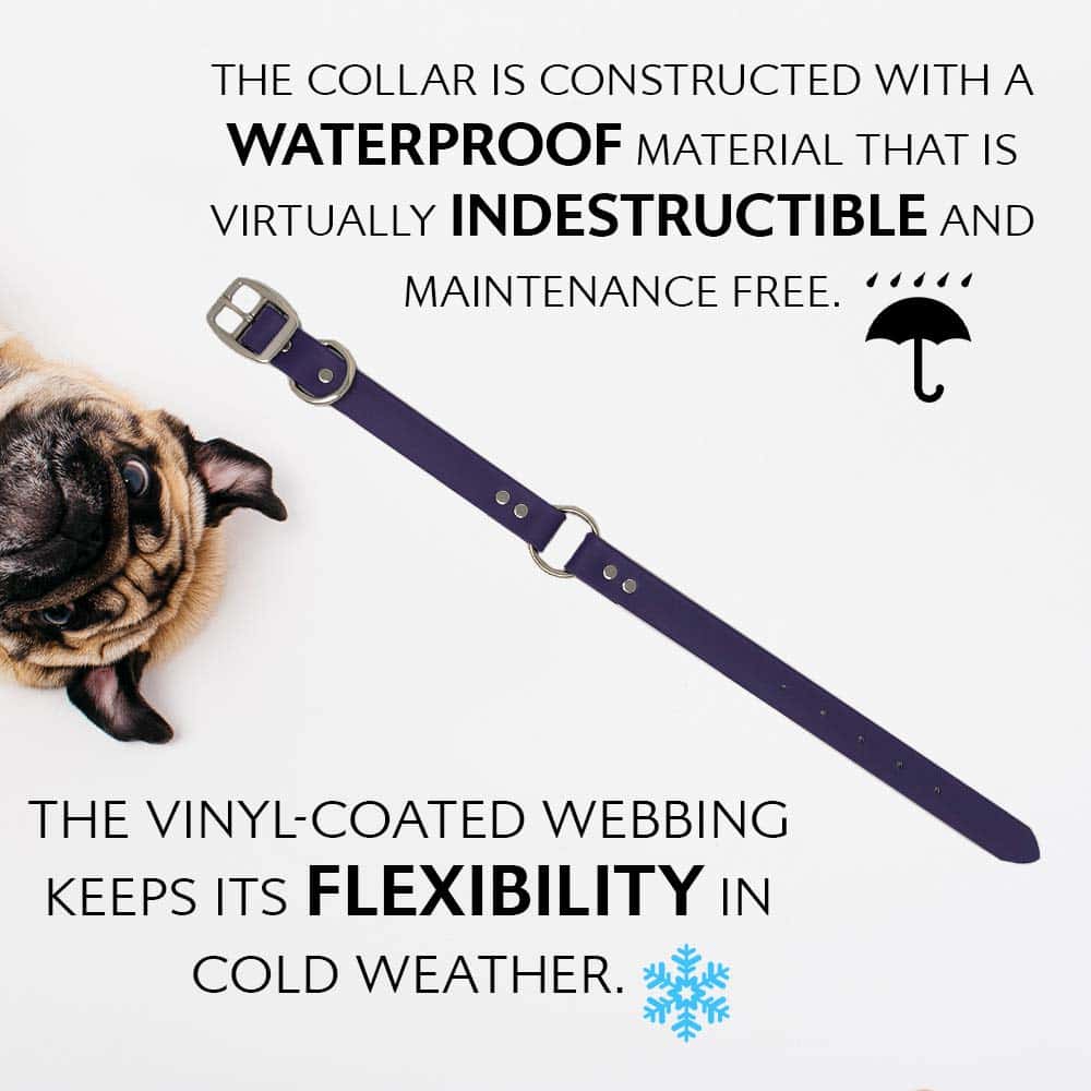 Conjunto de Collar y Correa Morados Impermeables para Perro - Imagen 5
