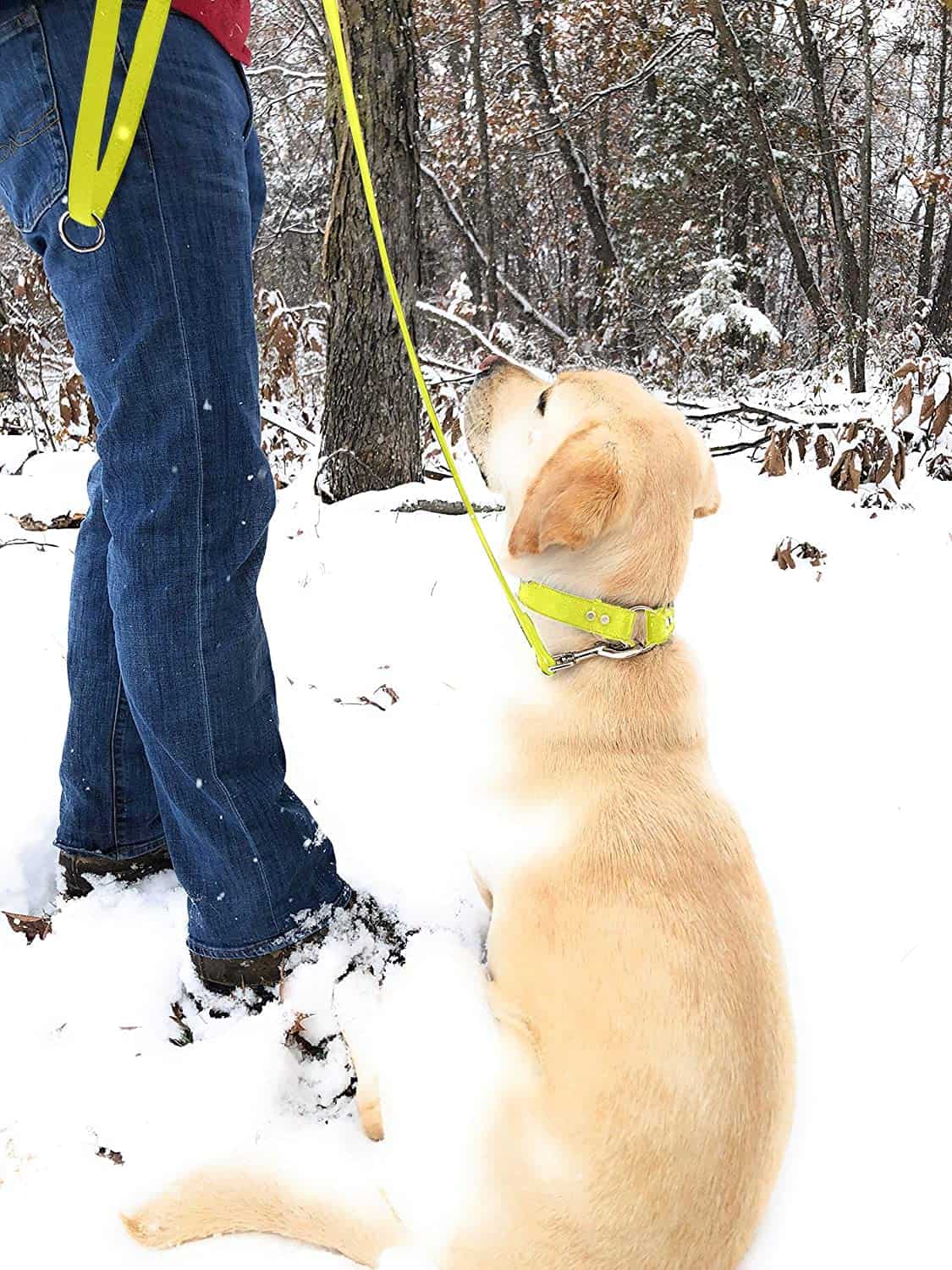 Conjunto de Collar y Correa para Perros Medianos Amarillo a - Imagen 4