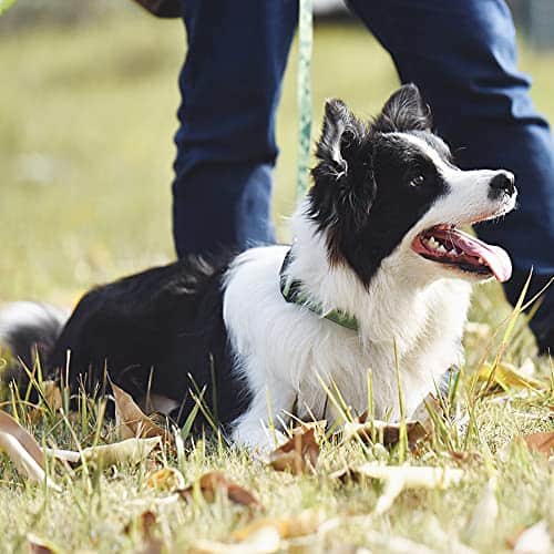 Collar para Perro Impermeable libre de olores BlackDoggy - Imagen 7