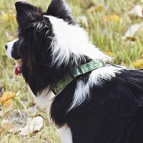 Collar para Perro Impermeable libre de olores BlackDoggy - Imagen 6