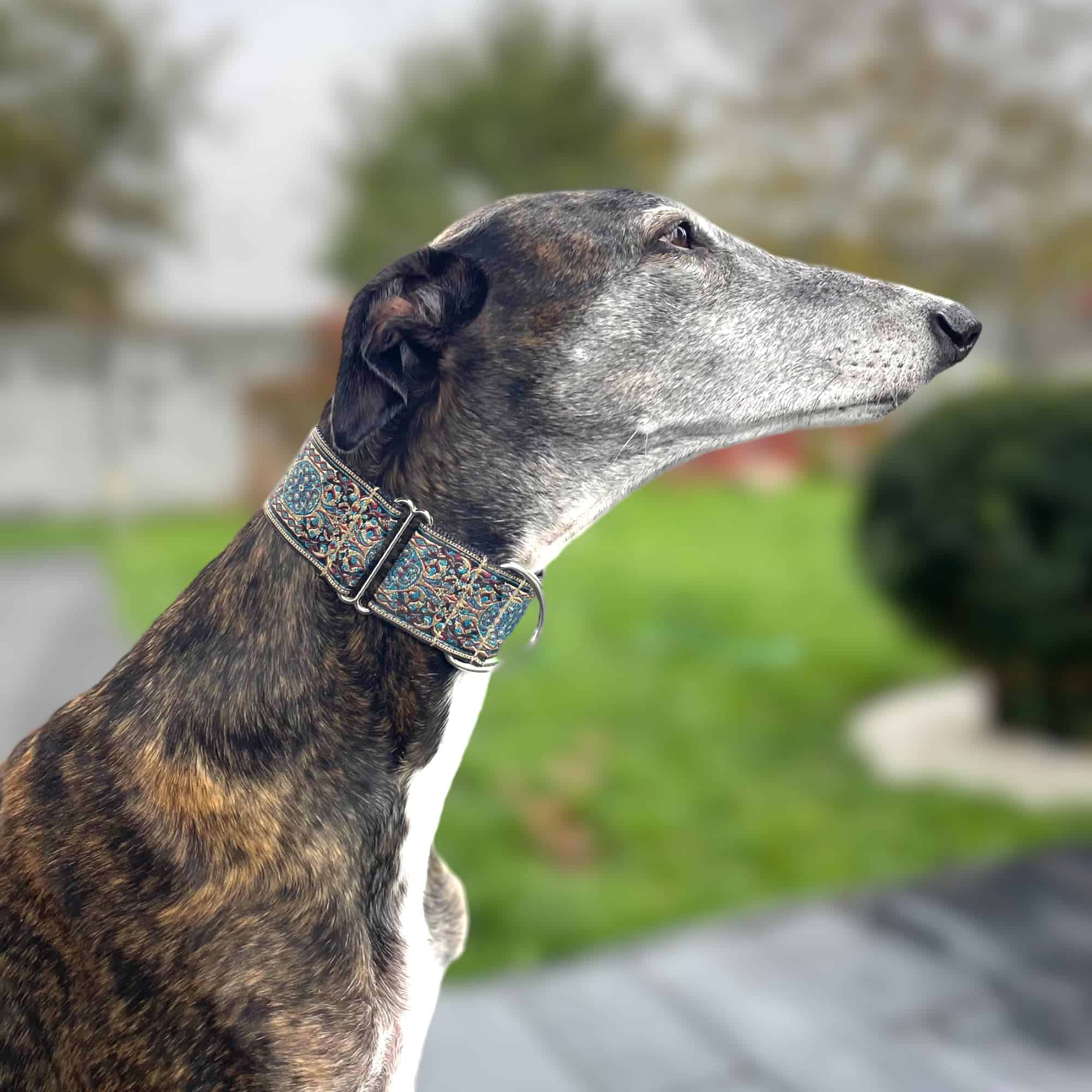 Collar Martingale para Galgos, Salukis y Whippets y otras - Imagen 4