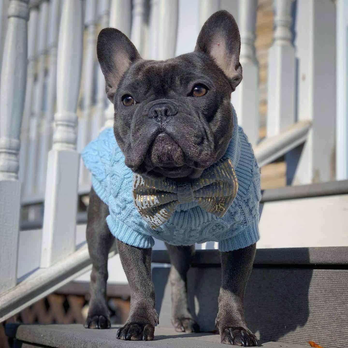 Suéter de Cuello Alto para Perros Parisian Pet - Pullover - Imagen 5