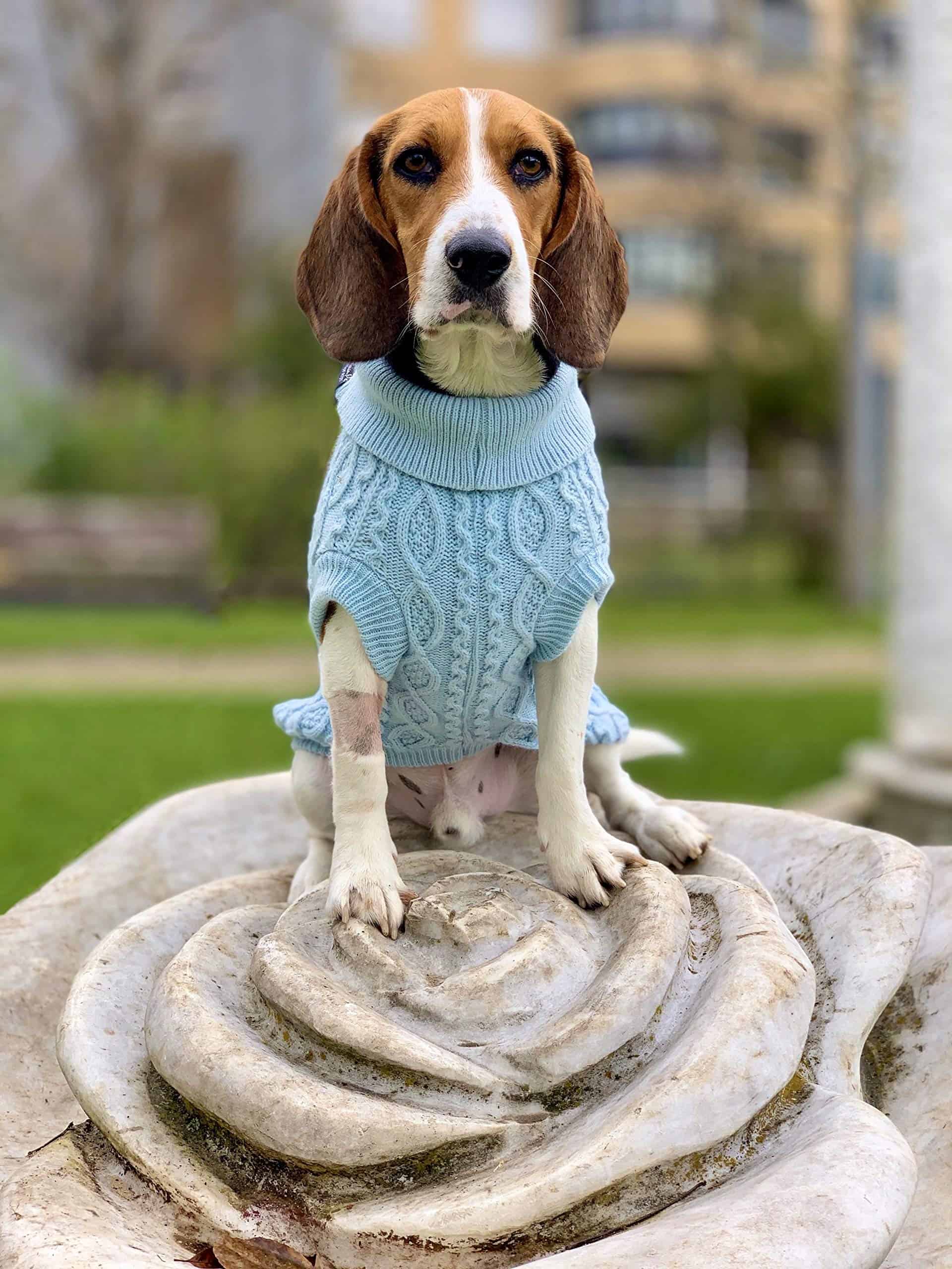 Suéter de Cuello Alto para Perros Parisian Pet - Pullover - Imagen 7