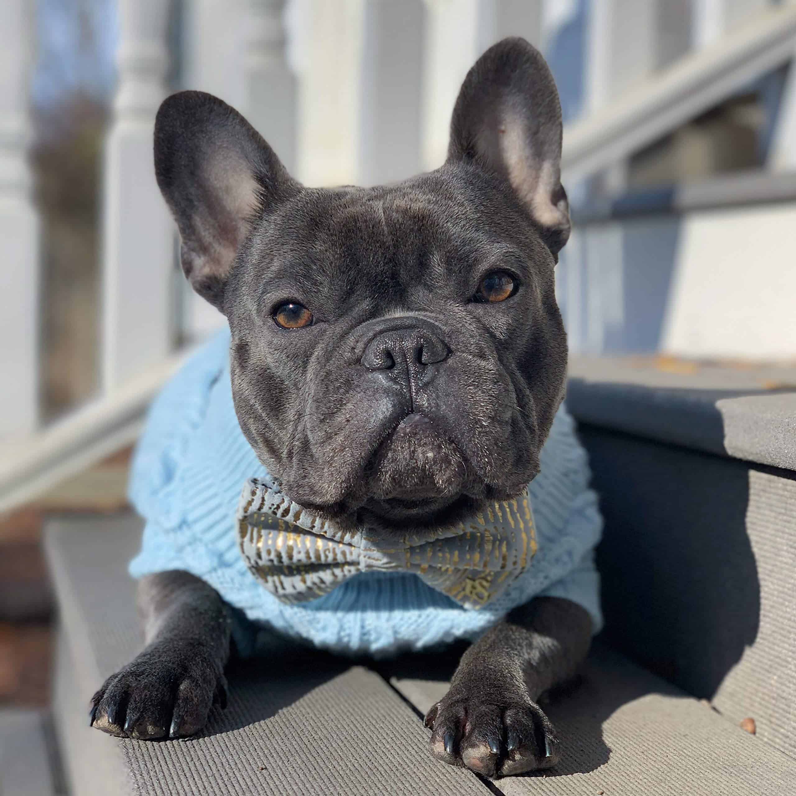 Suéter de Cuello Alto para Perros Parisian Pet - Pullover - Imagen 6