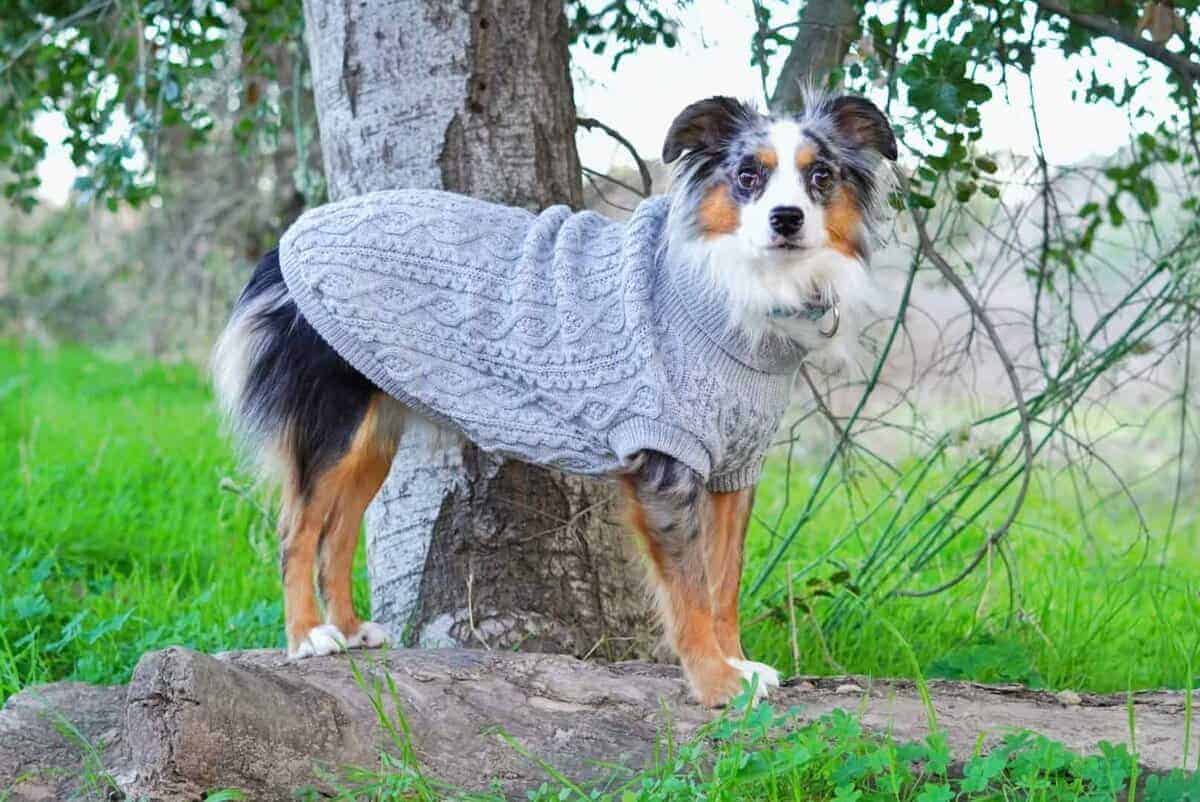 Suéter de Cuello Alto para Perros Parisian Pet - Pulóver de - Imagen 6