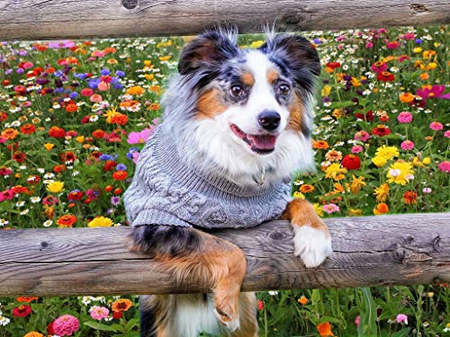 Suéter de Cuello Alto para Perros - Parisian Pet - Pullover - Imagen 5