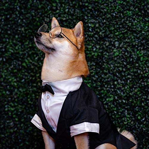Traje de Fiesta para Perros Parisian Pet Tux para Bodas y - Imagen 5