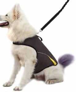 Chaqueta de Ansiedad para Perros Mantenga la Calma Chaleco