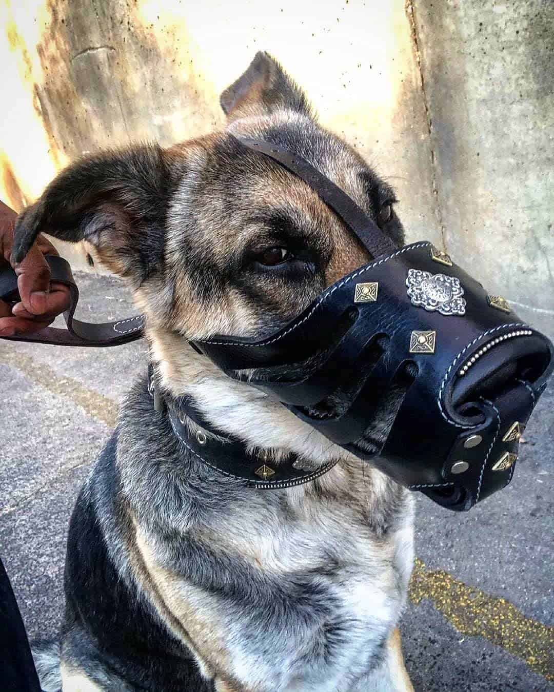 Bozal ''Aztec'' Negro de Bestia - Imagen 4