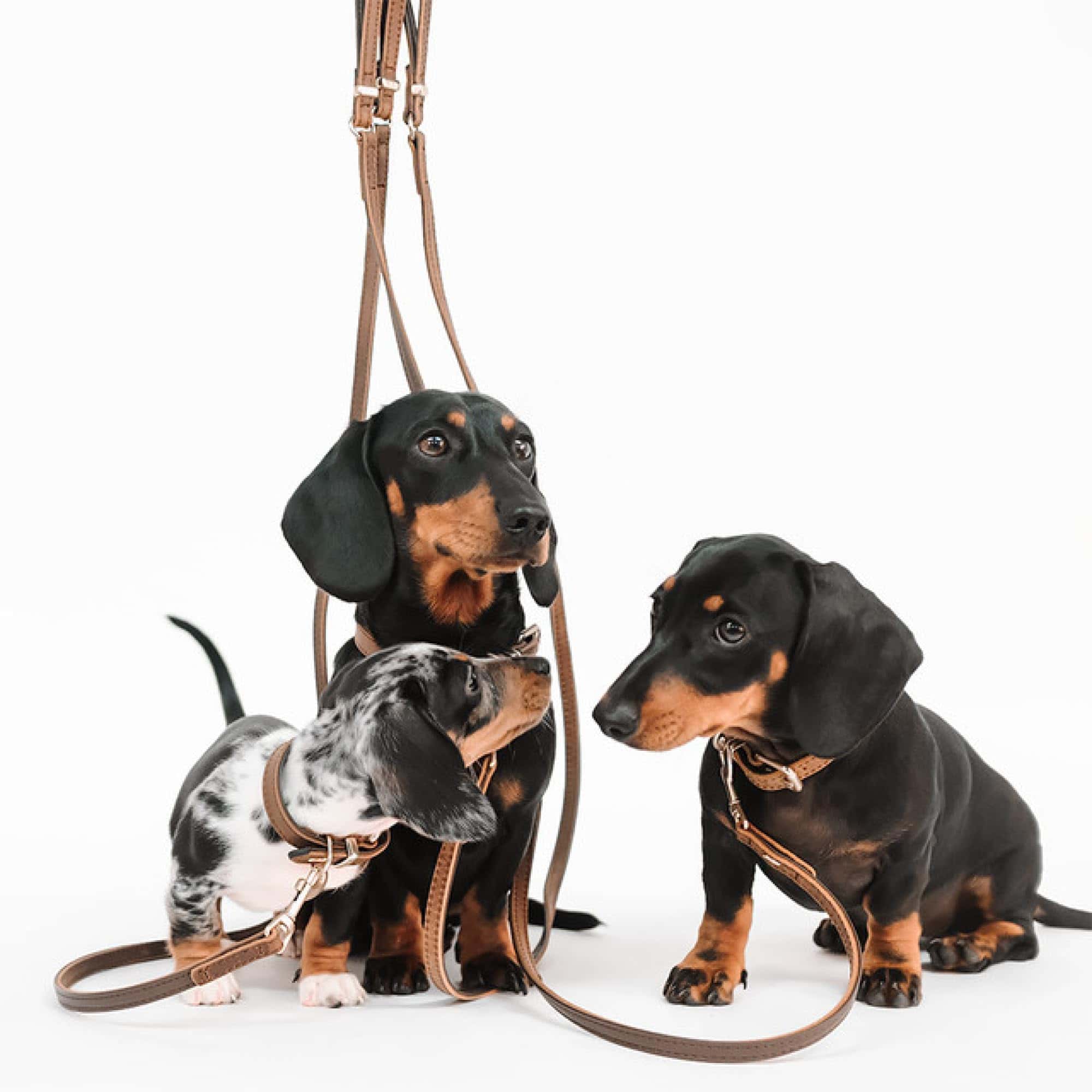 Correa clásica de cuero Oxford de EzyDog para perros - - Imagen 5