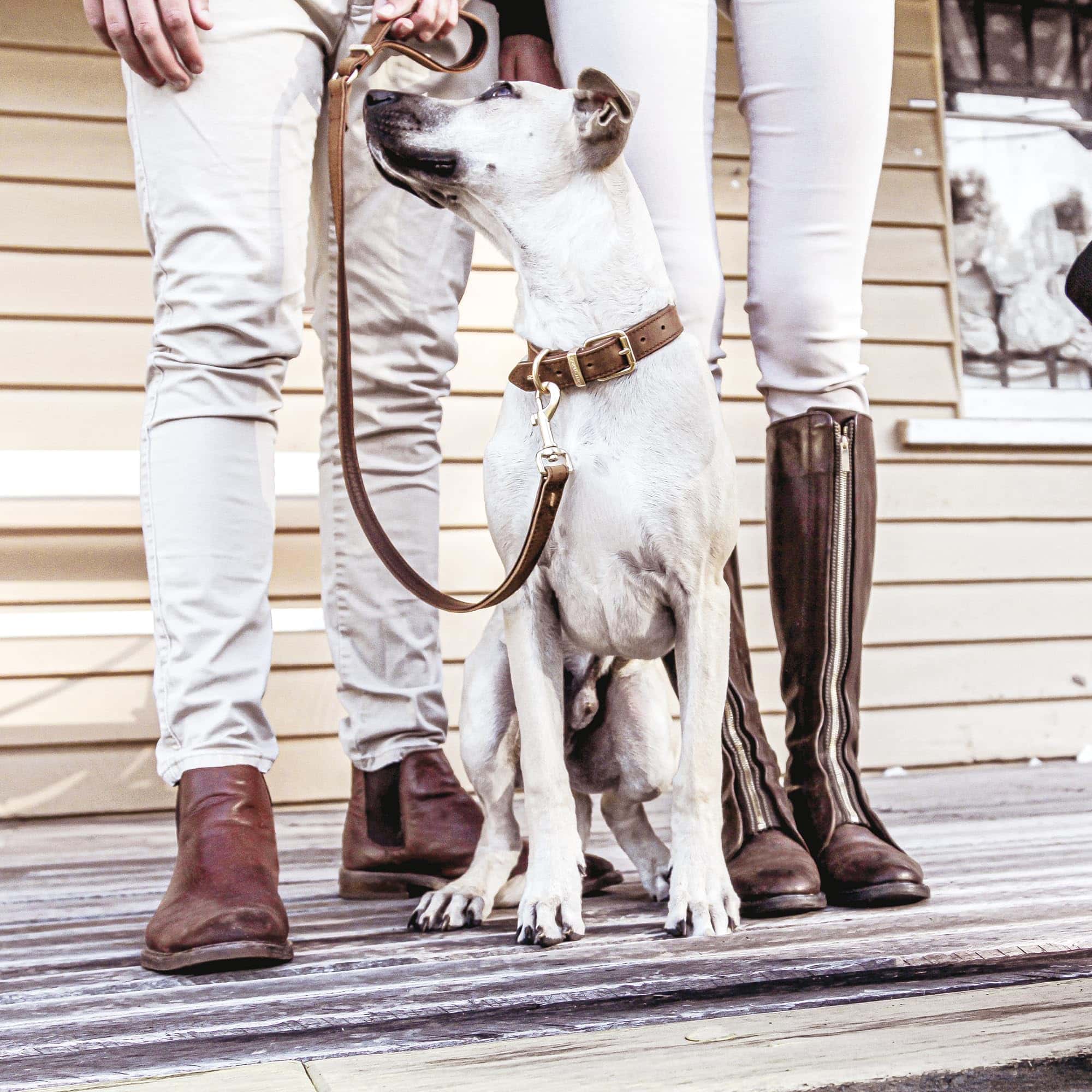 Correa clásica de cuero Oxford de EzyDog para perros - - Imagen 3