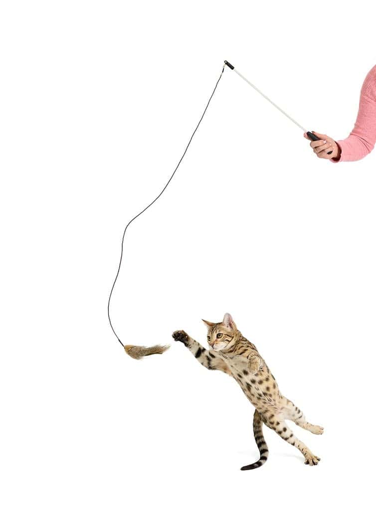 RompiCatz Serie Coleccionista de Critters Juguete - Imagen 3