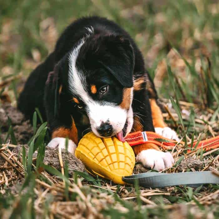 Juguete de goma natural para masticar HS HERM. SPRENGER - Imagen 8