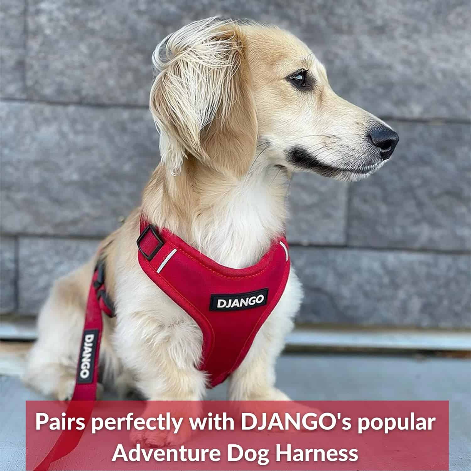 Correa para Perros de Aventura DJANGO - Resistente, Cómoda - Imagen 4