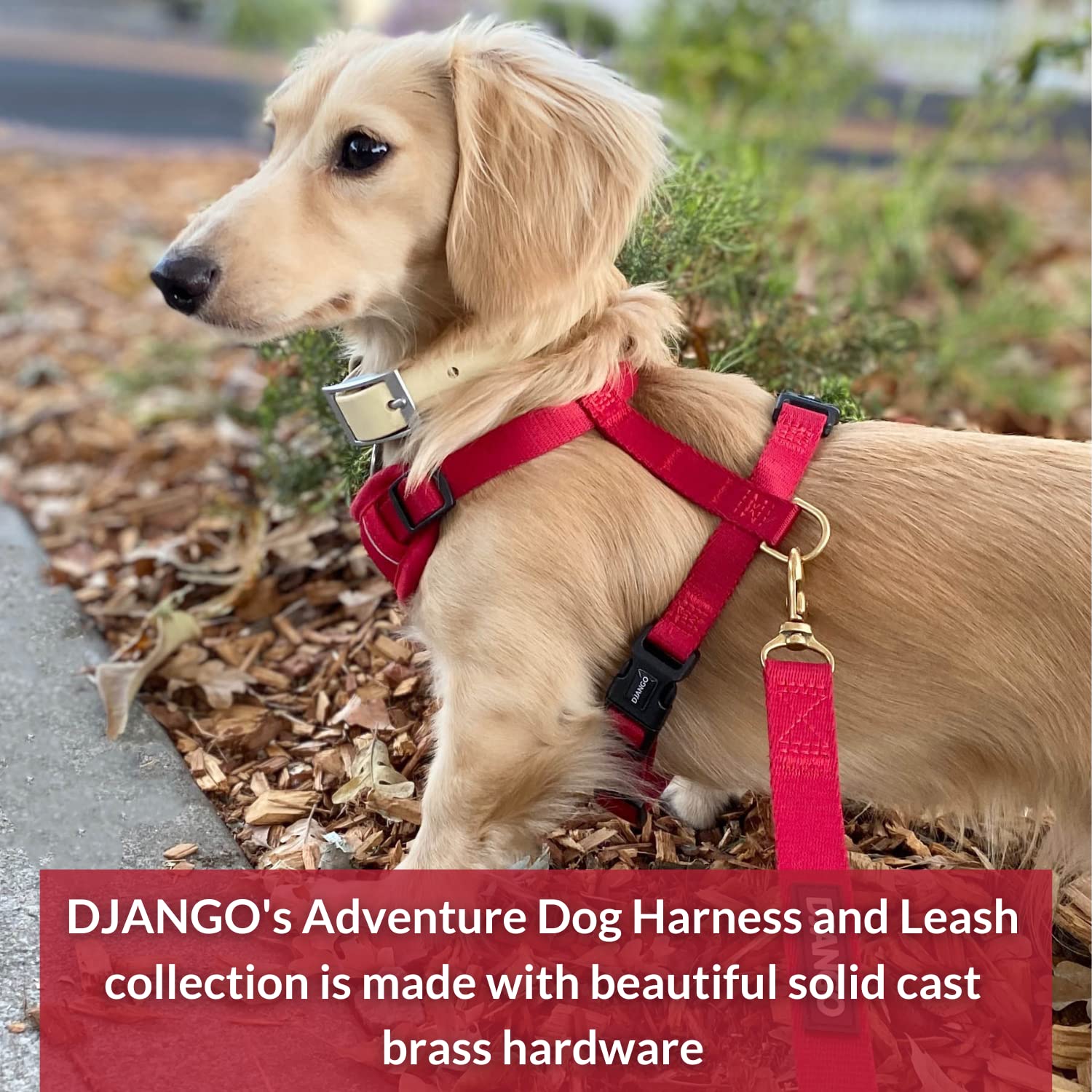 Correa para Perros de Aventura DJANGO - Resistente, Cómoda - Imagen 7