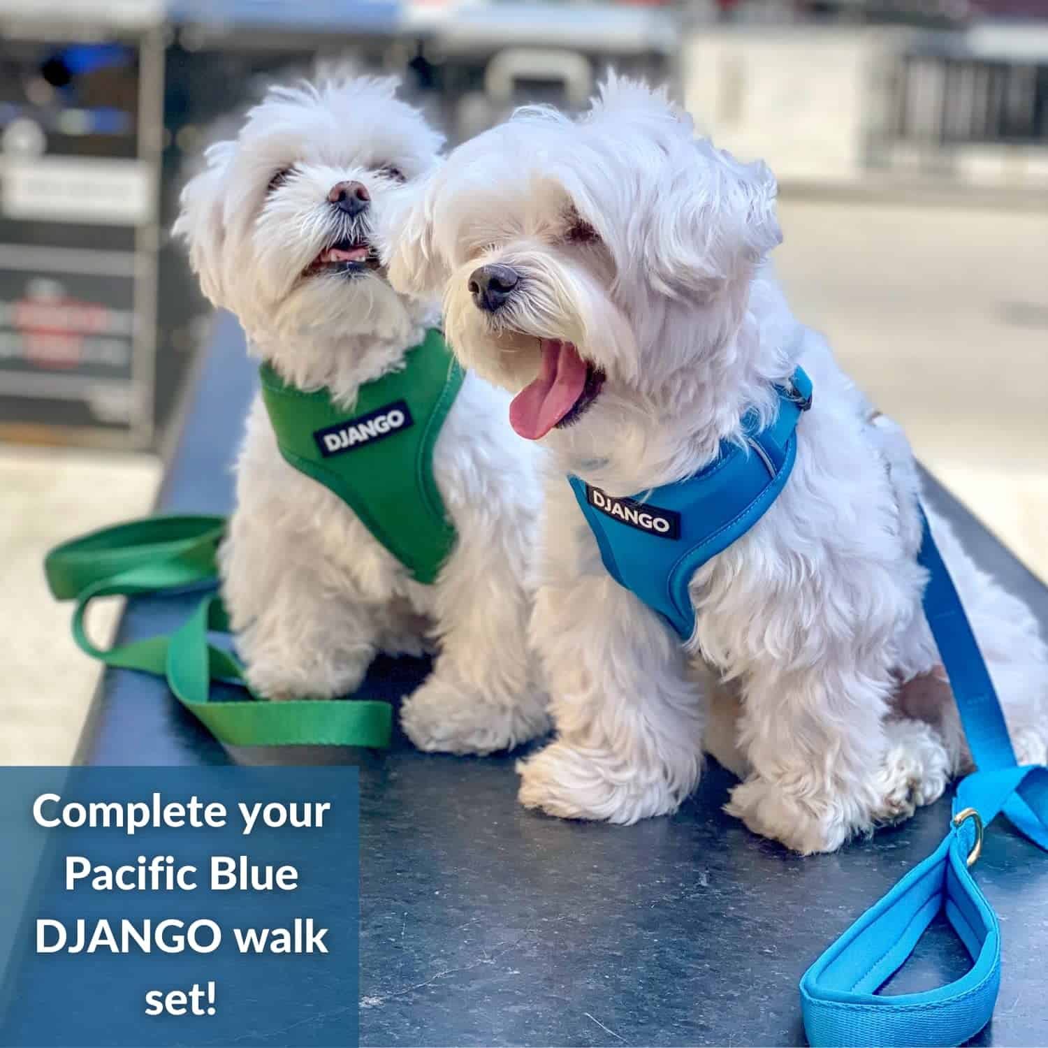 Correa para perro de aventura DJANGO � Resistente, cómoda y - Imagen 8