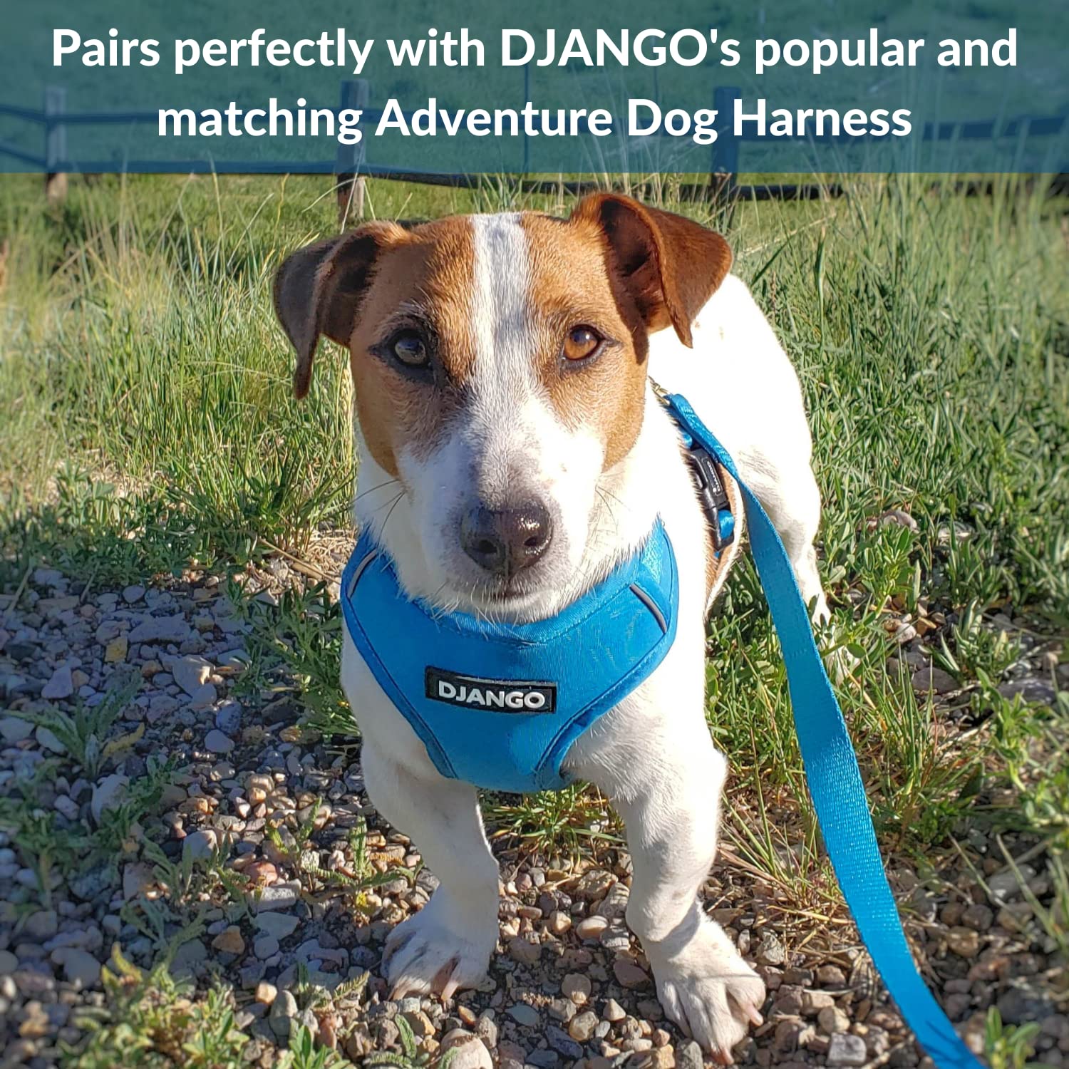 Correa para perro de aventura DJANGO � Resistente, cómoda y - Imagen 5