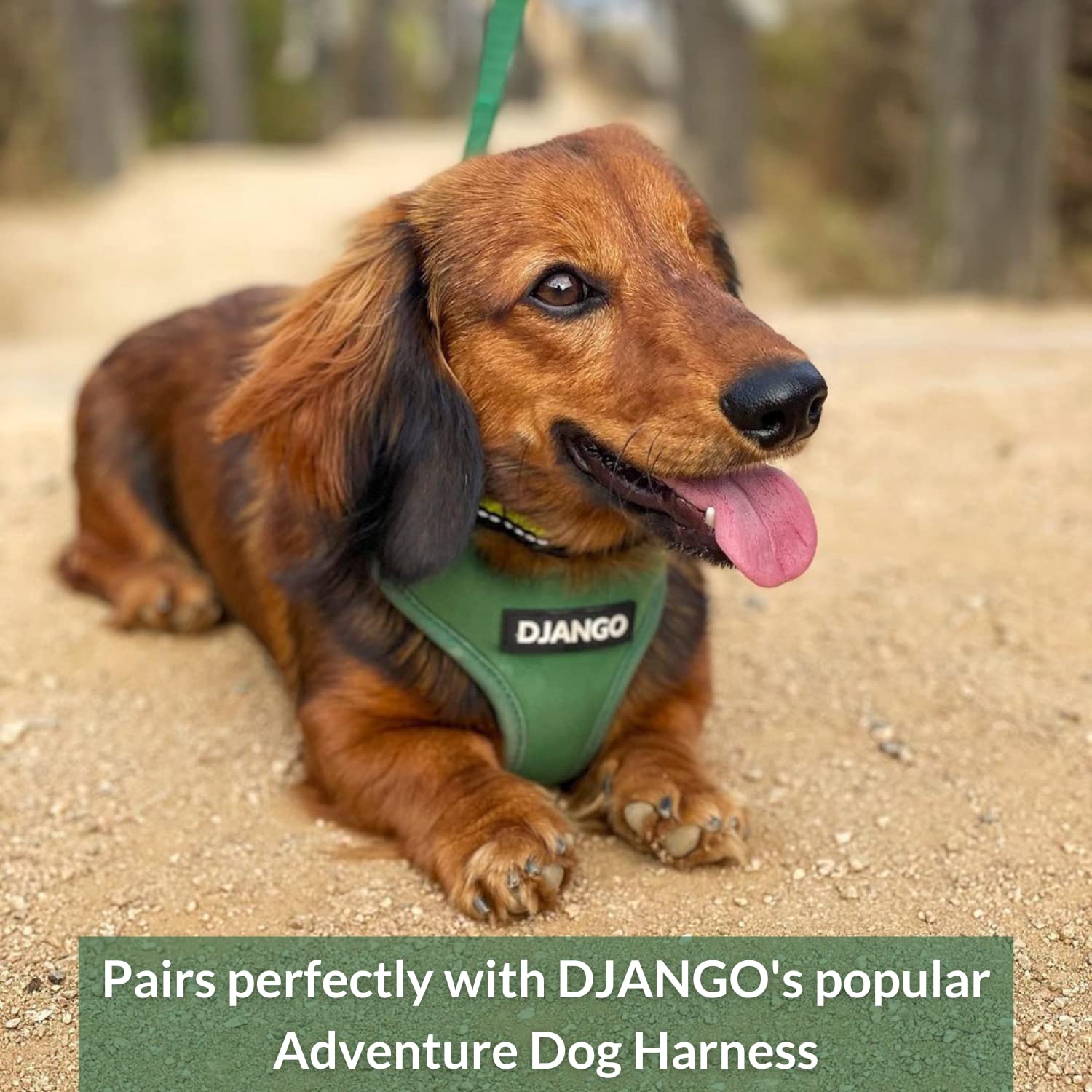 Correa para Perros de Aventura DJANGO – Resistente, Cómoda - Imagen 5