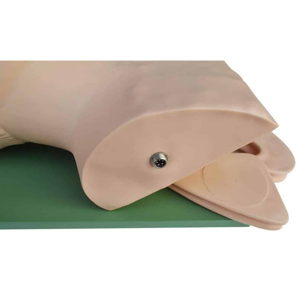 Entrenador de Intubación Electrónico INTBUYING, Entrenador - Imagen 3