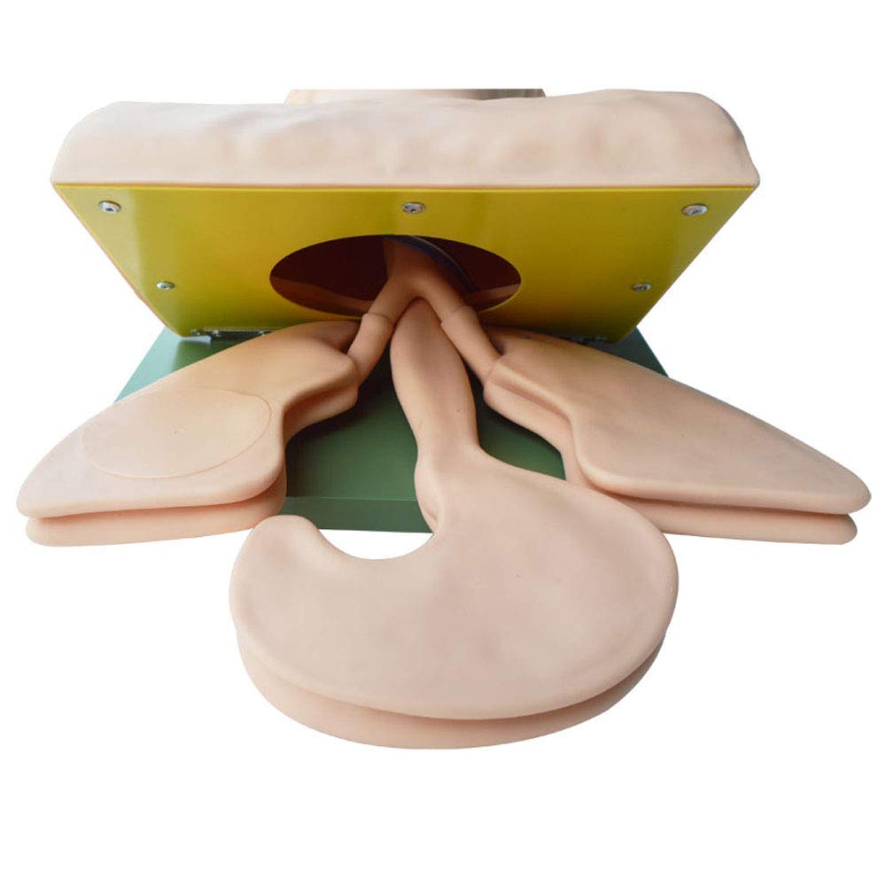 Entrenador de Intubación Electrónico INTBUYING, Entrenador - Imagen 6