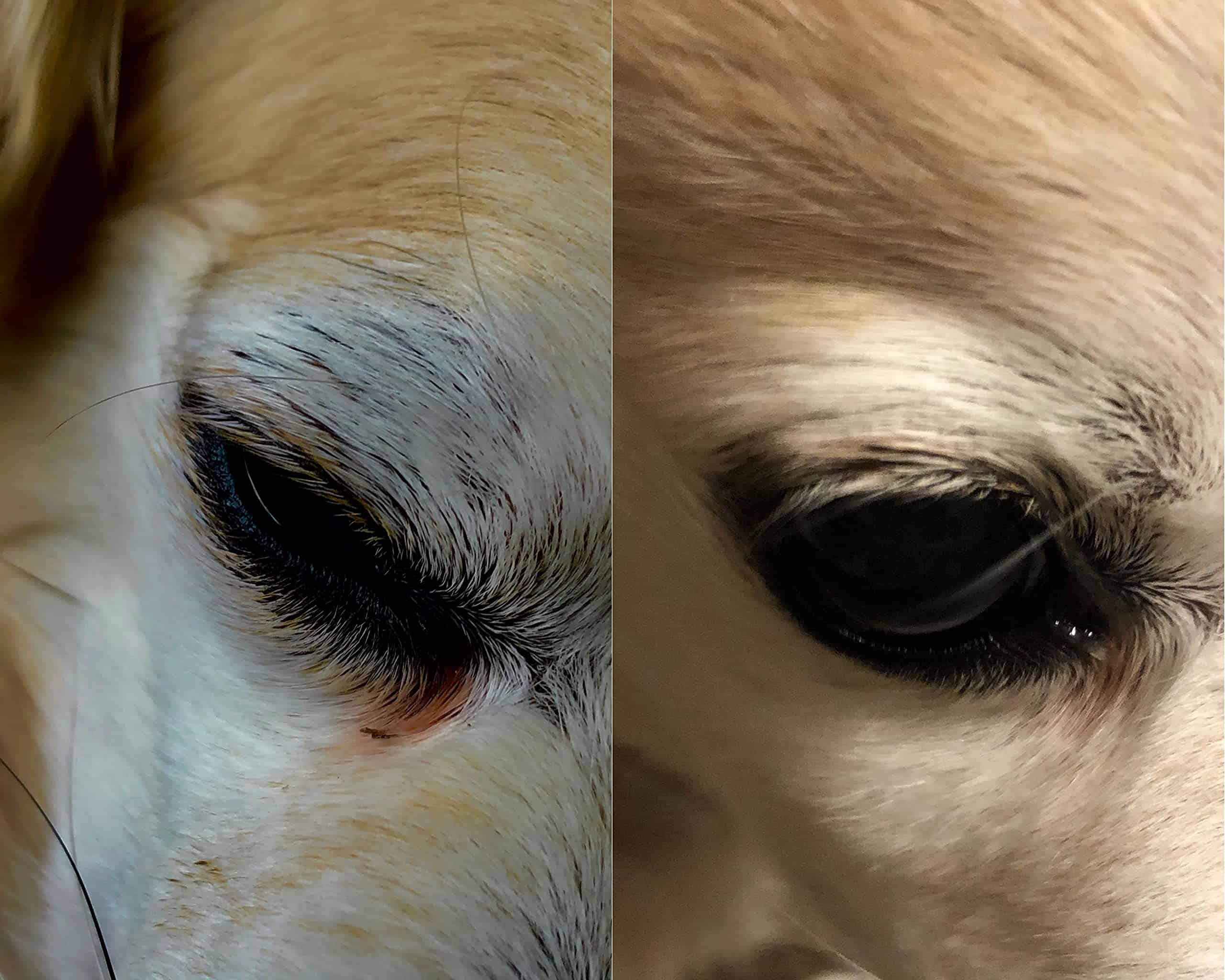 PawPurity Limpiador de manchas y lavado facial sin lágrimas - Imagen 9